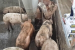 Đồng Nai: Huyện công bố dịch tả lợn Châu Phi, tỉnh nói dịch lợn tai xanh