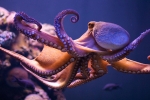 Loài bạch tuộc có thể giả dạng 15 động vật khác nhau