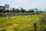 Những 'đống tiền tỷ' bỏ hoang nhiều năm ở Đà Nẵng