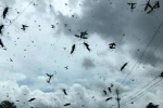 Hàng triệu con bọ uyên ương bay kín Florida