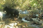 Phát hiện gấu sắp tuyệt chủng ở khu phi quân sự liên Triều