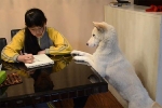 Ông bố Trung Quốc huấn luyện chó giám sát con gái làm bài tập