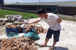 Truy tìm nhóm người nghi ném đá làm chết 1.200 con gà ở Hà Tĩnh