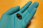 Phát hiện kẹo cao su 10.000 năm chứa ADN người cổ đại