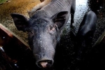 TP.HCM áp dụng 'tình huống 2' ứng phó khẩn cấp dịch tả lợn châu Phi
