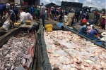 Cá chết trắng xóa, người dân Đồng Nai bất lực bán bè trả nợ