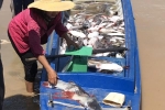 Gần 1.000 tấn cá chết trên sông La Ngà, UBND huyện Định Quán 'cầu cứu' tỉnh Đồng Nai