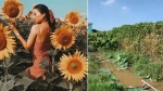 Hốt hoảng trước cảnh tượng hoang tàn của vườn hướng dương hot nhất Sài Gòn: Hoa héo úa, rác ngập tràn khắp nơi!