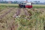 Nam Định: Phát hiện thi thể nam giới đang phân hủy trên cánh đồng lúa
