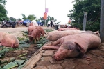 Dịch tả lợn châu Phi xuất hiện ở 4 tỉnh miền Tây