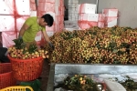 Thương nhân Trung Quốc sang Bắc Giang thu gom vải thiều