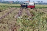 Hé lộ nguyên nhân người đàn ông tử vong dưới ruộng lúa ở Nam Định