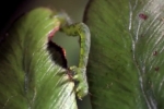 Video: Hãi hùng sâu bướm săn mồi ăn thịt ở Hawaii