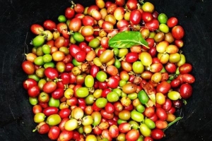 Thị trường giá nông sản hôm nay 26/5: Chốt tuần giá cà phê 31.700 đồng/kg, giá tiêu cao nhất 45.000 đồng/kg