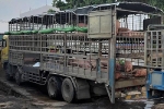 Xe chở lợn mắc dịch tả châu Phi đi qua nhiều tỉnh