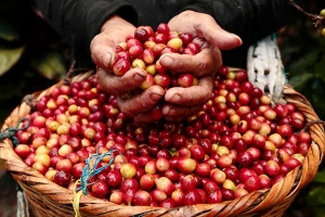 Thị trường giá nông sản hôm nay 28/5: Giá cà phê, giá tiêu tăng trở lại