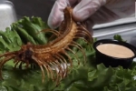 Nhà hàng ở Mỹ phục vụ món rắn chuông cực độc