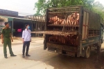 Xe tải chở 60 con lợn ốm từ vùng dịch đi tiêu thụ
