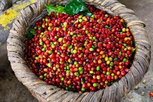 Thị trường giá nông sản hôm nay 29/5: Giá cà phê tăng, giá tiêu ở mức 45.000 đồng/kg
