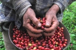Thị trường giá nông sản hôm nay 30/5: Giá cà phê tăng gần 1.000 đồng/kg, giá tiêu đi ngang