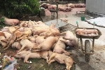 Dịch tả lợn Châu Phi lan 44 tỉnh thành, tiêu hủy hơn 2 triệu con lợn