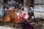 Hy hữu: Trộm xẻo hai đùi sau của bò đang mang thai để lại bộ xương cho gia chủ