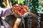 Thị trường giá nông sản hôm nay 31/5: Giá cà phê tăng gần mức 34.000 đồng/kg, giá tiêu không đổi