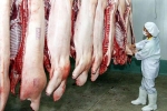 Cục Chăn nuôi lo sắp không còn thịt lợn để ăn