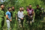 Khoan lỗ 20 cm rồi đổ thuốc diệt cỏ hạ độc 3.500 cây thông ở Lâm Đồng
