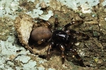 Video: Hãi hùng pha vồ mồi chớp nhoáng của nhện cửa sập