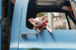 Tài xế Mỹ bị bắt vì bỏ mặc lợn trong ôtô dưới trời nắng