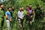Bắt kẻ cầm đầu vụ hạ độc hơn 10 ha rừng thông ở Lâm Đồng