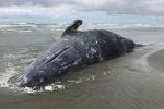 Cá voi xám khổng lồ chết bất thường ở Mỹ