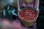Thị trường giá nông sản hôm nay 3/6: Tuần mới kỳ vọng giá cà phê tăng, giá tiêu cao nhất Châu Đức