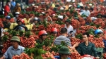 Trung Quốc thu hoạch 500000 ha vải thiều, Việt Nam có lo?