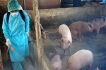 Công điện của Thủ tướng về phòng chống dịch tả lợn châu Phi