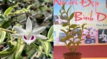 Đại gia Thái Bình chi 10 tỷ mua cây hoa phong lan: Lộ điểm ‘đáng nghi’