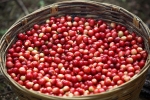Thị trường giá nông sản hôm nay 8/6: Giá tiêu tăng, giá cà phê giảm 100 đồng/kg
