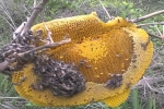 Từ ngày mai (10/6), lấy mật ong rừng sẽ bị phạt đến 3 triệu đồng