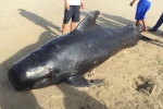 Xác cá voi nặng 1 tấn dạt vào bờ biển Hà Tĩnh