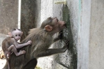 Khủng hoảng nước tồi tệ nhất lịch sử Ấn Độ: Hổ bỏ rừng, khỉ chết khô vì khát nước