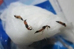 Sinh viên ký túc xá khốn khổ vì kiến ba khoang