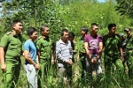 Vụ hạ độc chết hơn 10ha rừng thông ở Lâm Đồng: Khởi tố thêm 1 đối tượng