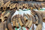 Công an Hải Phòng truy tìm chủ nhân hơn 7 tấn ngà voi và vảy tê tê