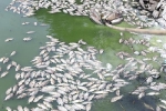 Cá chết nổi khắp hồ trung tâm Đà Nẵng