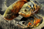 Sửng sốt phát hiện loài cá biết tương tư như người