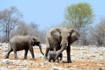 Namibia đấu giá 1.000 động vật hoang dã vì hạn hán nghiêm trọng