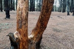 Báo động rừng thông bị cạo vỏ đem bán