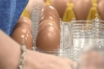 Ăn vụng 2 quả trứng giá 13 nghìn, nhân viên siêu thị bị phạt 3 tháng tù và 66 triệu đồng