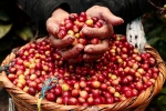 Thị trường giá nông sản hôm nay 19/6: Giá cà phê giảm, giá tiêu đi ngang